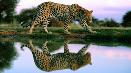 Animals leopards nature reflections wild wallpaper