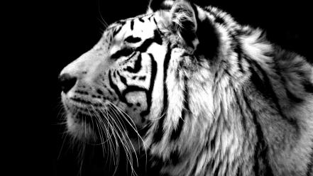 Animals tigers white tiger wallpaper