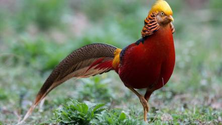 Birds golden pheasant wallpaper