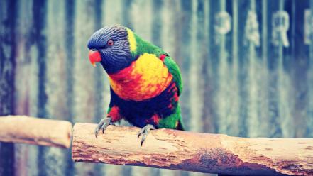 Birds parrots web wallpaper