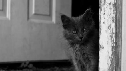 Black and white nature cats animals kittens wallpaper