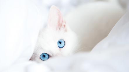 Blue eyes cats wallpaper