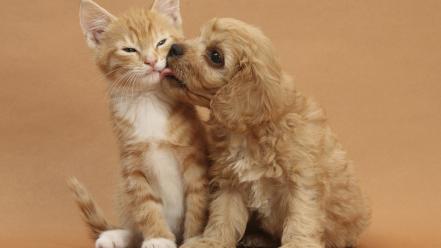 Cats animals dogs kissing wallpaper