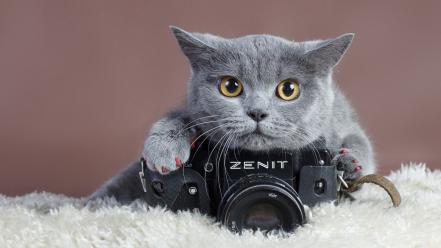 Cats cameras zenit wallpaper