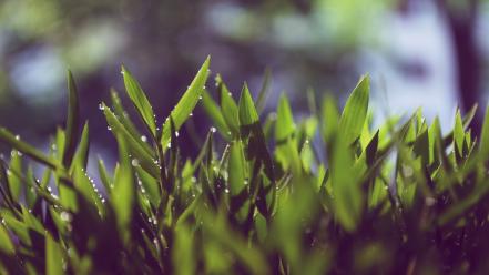 Close-up nature grass wallpaper