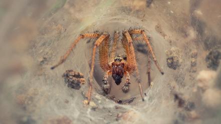 Close-up nest spiders spider webs web wallpaper