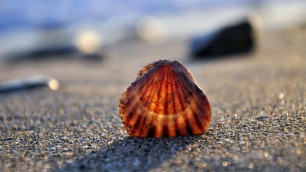 Close-up sand shells sunlight macro seashells beach wallpaper