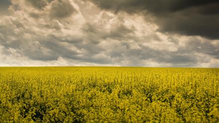 Clouds landscapes fields overcast yellow flowers wallpaper