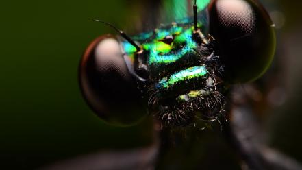 Dragonflies insects iridescence macro wallpaper