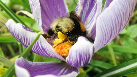 Flowers bees pollen wallpaper