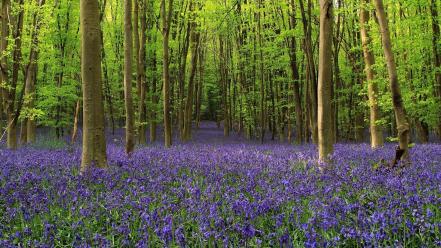 Flowers forests nature purple wildflowers wallpaper