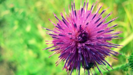 Flowers pink wildflowers wallpaper