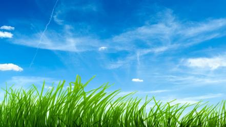 Grass nature wallpaper