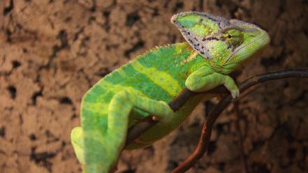 Green reptiles chameleon wallpaper