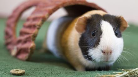 Guinea pigs wallpaper