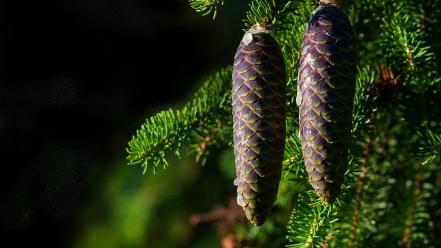 Nature cones pine trees wallpaper