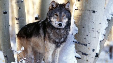 Nature winter animals hunting gray wolf wolves wallpaper
