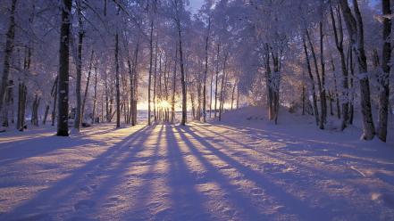 Nature winter snow trees forests wallpaper