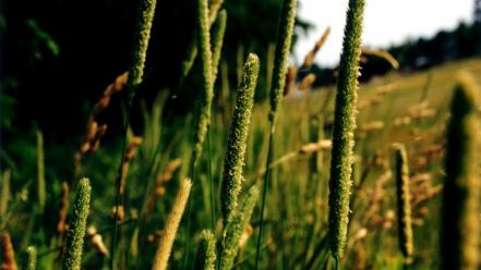 Phleum pratense poaceae nature plants wallpaper