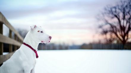 Snow dogs wallpaper
