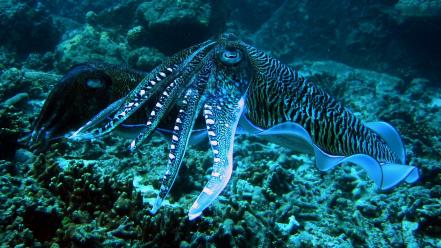 Thailand animals cuttlefish sea anemones wallpaper