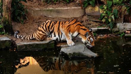 Animals big cats tigers wild wallpaper