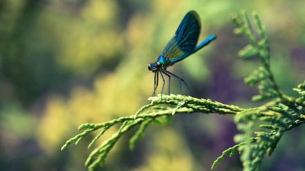 Animals dragonflies insects wallpaper