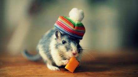 Animals hats mice wallpaper