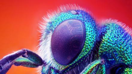 Animals insects digital art wallpaper
