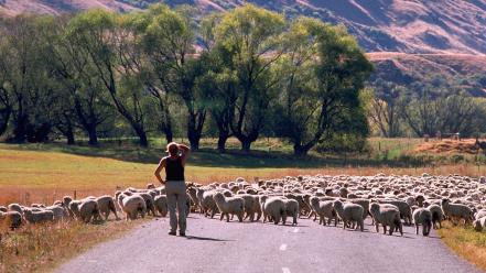 Animals landscapes nature roads sheep wallpaper