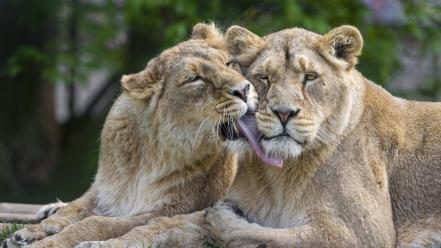 Animals licking lions wallpaper