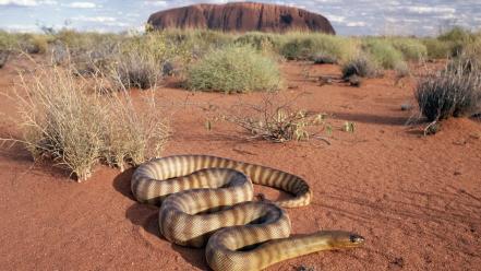 Animals snakes uluru australia outback wallpaper