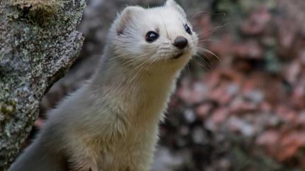 Animals stoat wallpaper