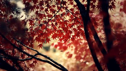 Autumn lamborghini depth of field branches maple wallpaper