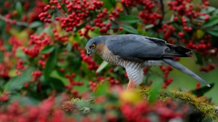 Birds animals falcon bird depth of field wallpaper