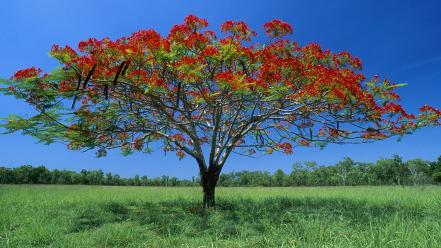 Blue skies countryside grass landscapes lone tree wallpaper