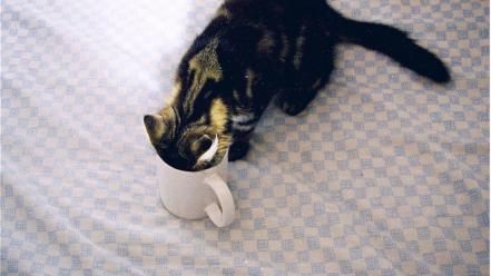 Cats animals cups checkered pets drinking domestic cat wallpaper