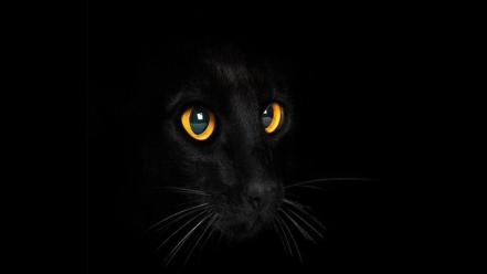 Cats eyes wallpaper