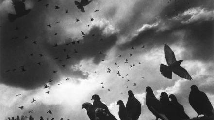Clouds grayscale pigeons old photography skies harold feinstein wallpaper