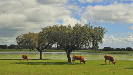 Clouds trees cows wallpaper