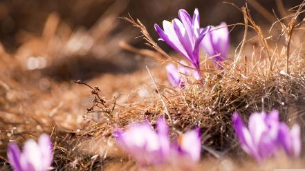 Flowers spring crocus wallpaper