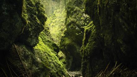 Green nature forests rocks moss wallpaper
