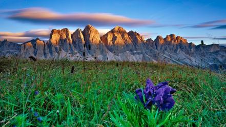 Green sunrise mountains clouds landscapes nature flowers purple wallpaper