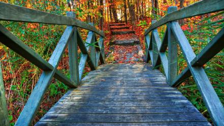 Green trees autumn wood bridges hdr photography colors wallpaper