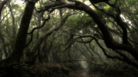 Landscapes nature trees mist creek dark forest wallpaper