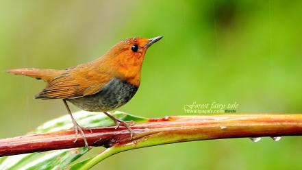 Nature birds animals japanese branches robins wallpaper