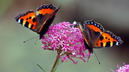 Nature dinner butterflies two wallpaper