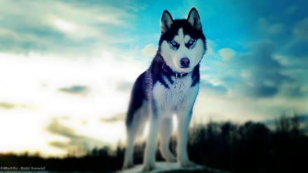 Siberian husky dogs winter wallpaper