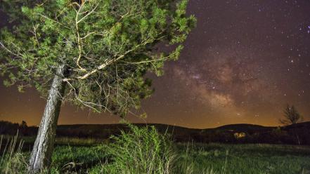 Trees stars night sky wallpaper