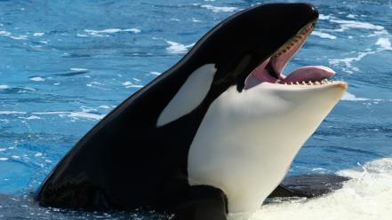 Water animals killer whale wallpaper